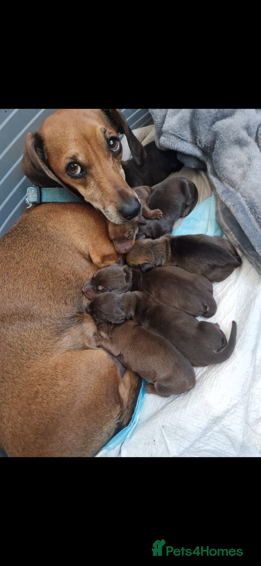 Dachshund dogs for sale: Littre of 7 Dachshund puppies - Image 1