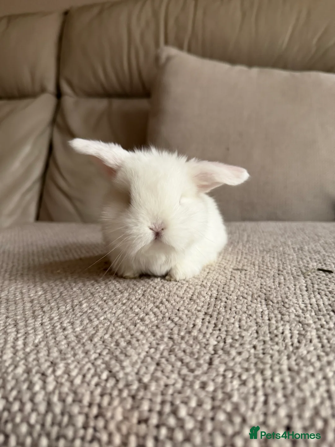 Mini Lop rabbits for sale: Mini Lops available - Advert 20