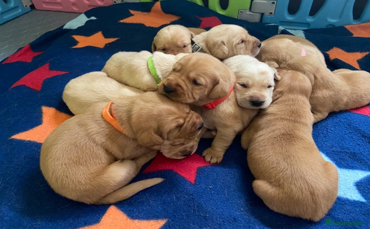 Labrador Retriever dogs - Advert 1