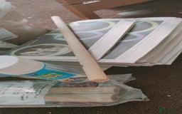 Budgerigars birds for sale: Budgies  - Image 9