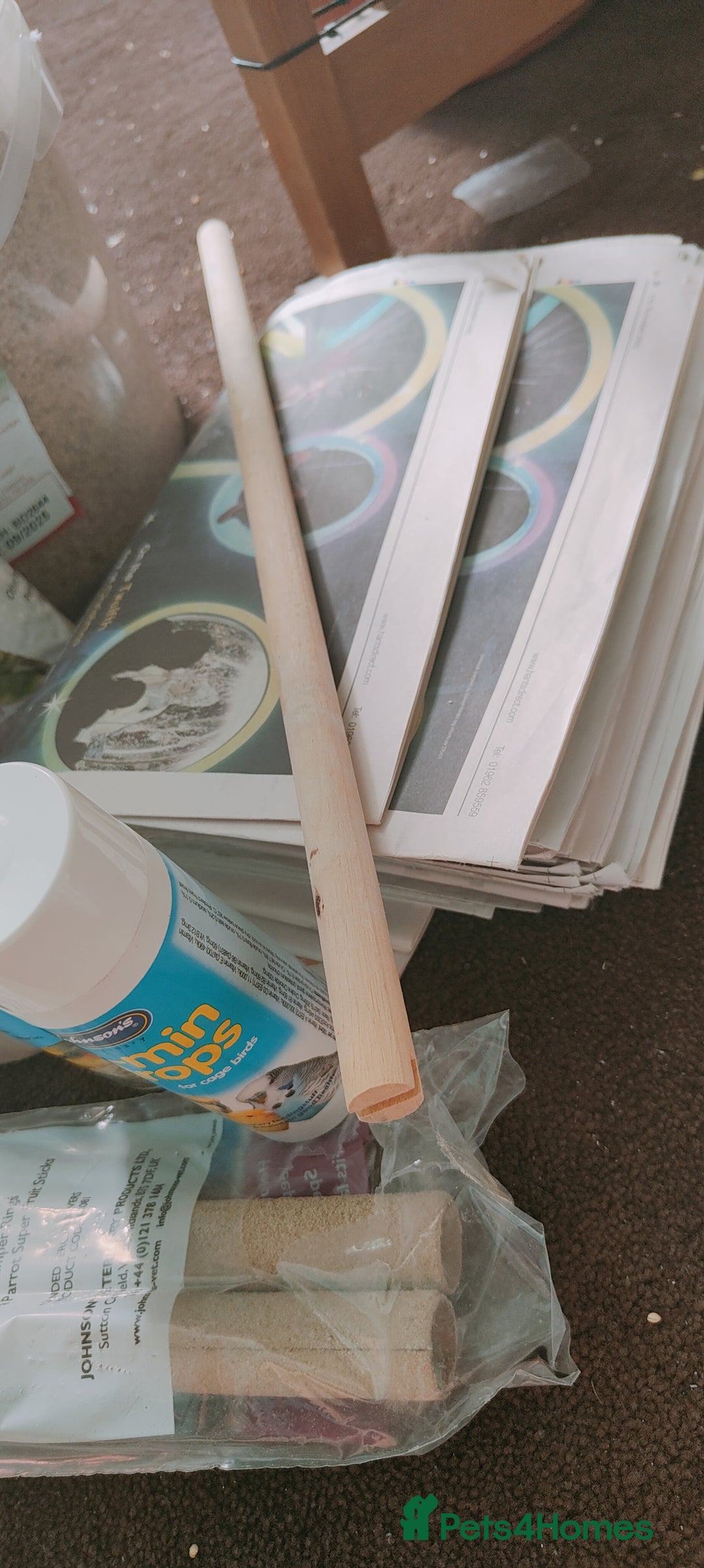 Budgerigars birds for sale: Budgies  - Image 9