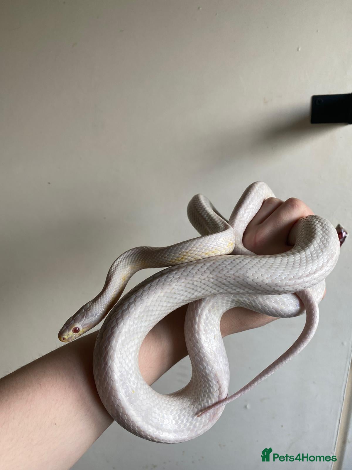 Corn Snake reptiles 2 corn snakes, proven breeders. Male and female - Advert 2