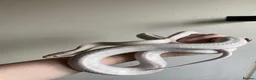 Corn Snake reptiles for sale: 2 corn snakes, proven breeders. Male and female in Coventry - Advert 1
