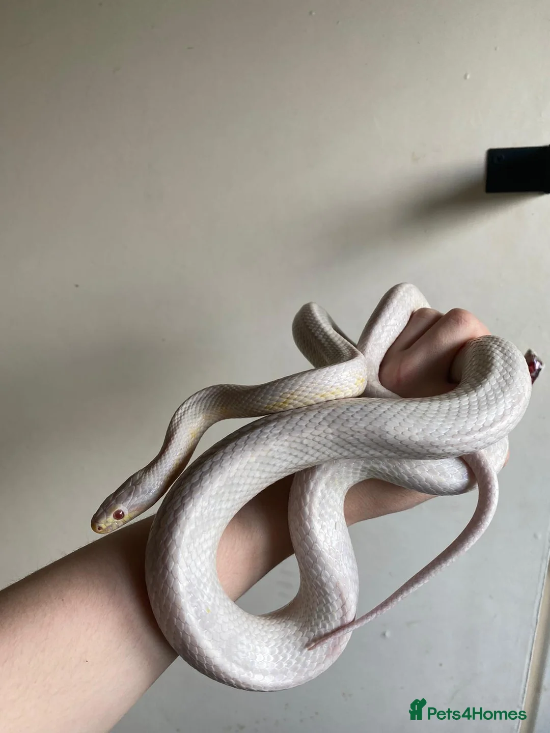 Corn Snake reptiles for sale: 2 corn snakes, proven breeders. Male and female in Coventry - Advert 1