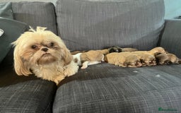 Shih Tzu dogs for sale: Beautiful litter or imperial Shih Tzu puppies  - Advert 26