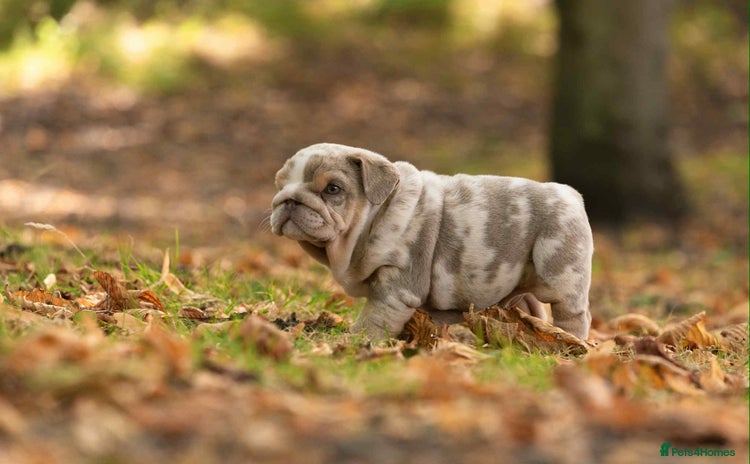 English Bulldog dogs - Advert 2