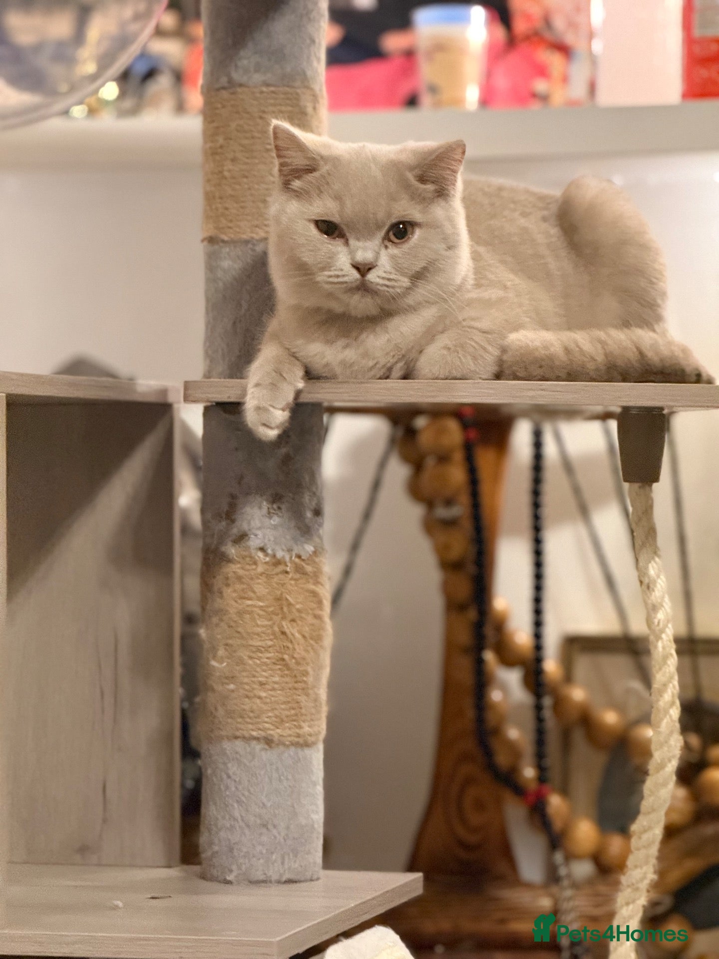 British Shorthair cats 🐾BEAUTIFUL BSH 2 LEFT READY TO GO🐾   - Advert 1