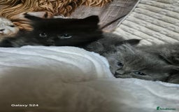 Ragdoll cats for sale: Ragdoll kittens  - Image 23