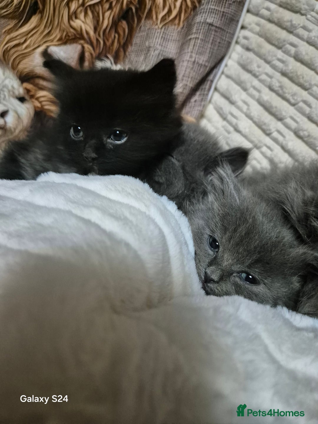 Ragdoll cats for sale: Ragdoll kittens  - Image 23