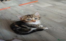 Mixed Breed cats for sale: Tabby kittens for sale - Image 1