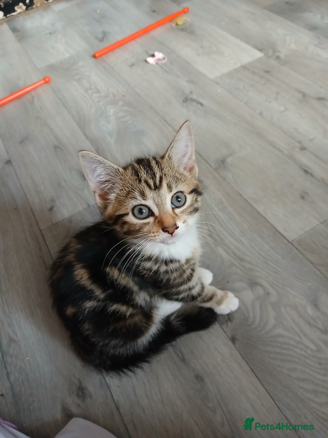 Mixed Breed cats for sale: Tabby kittens for sale - Image 1