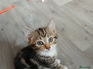 Mixed Breed cats - Advert 5