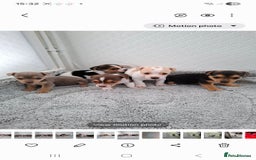 Jack Russell dogs for sale: Jack Russel puppy's  - Image 2