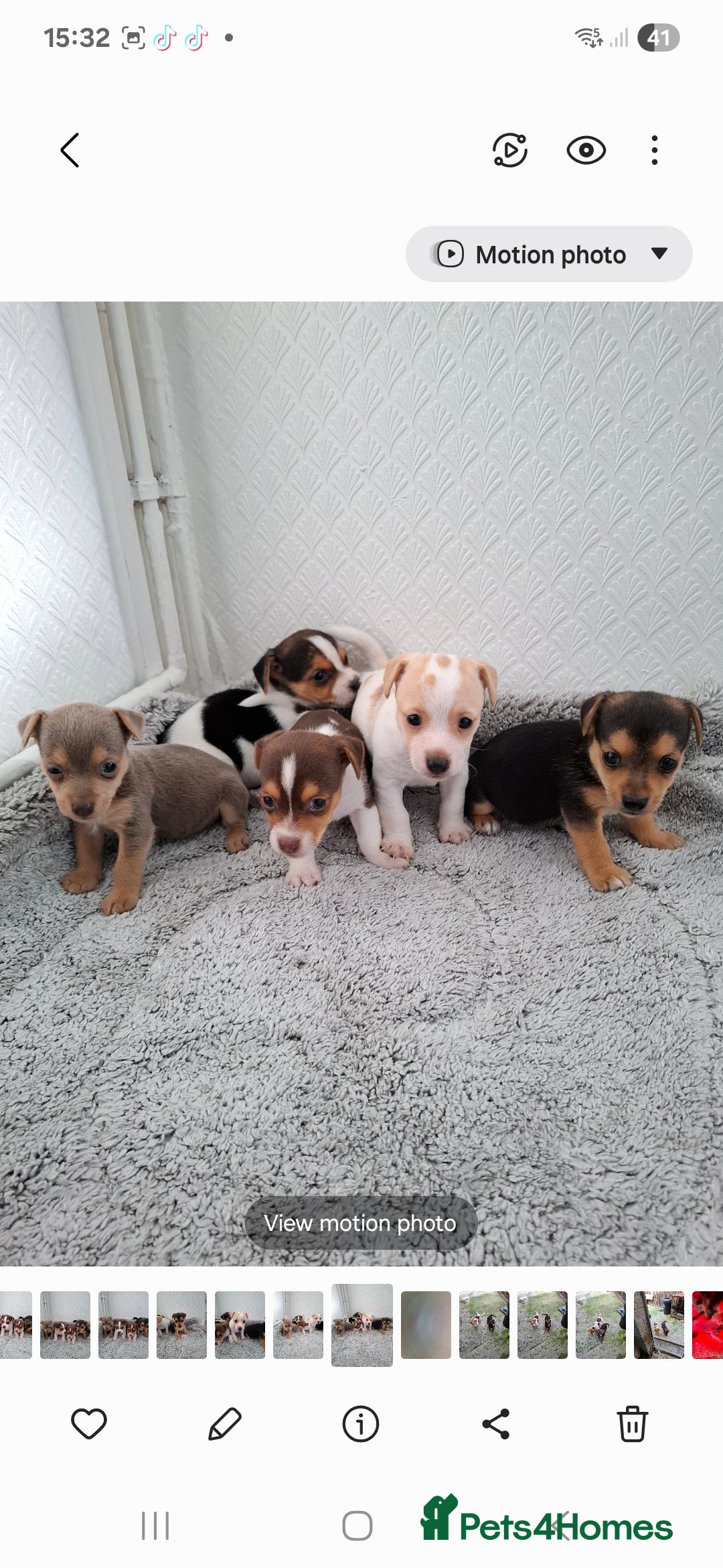Jack Russell dogs for sale: Jack Russel puppy's  - Image 2