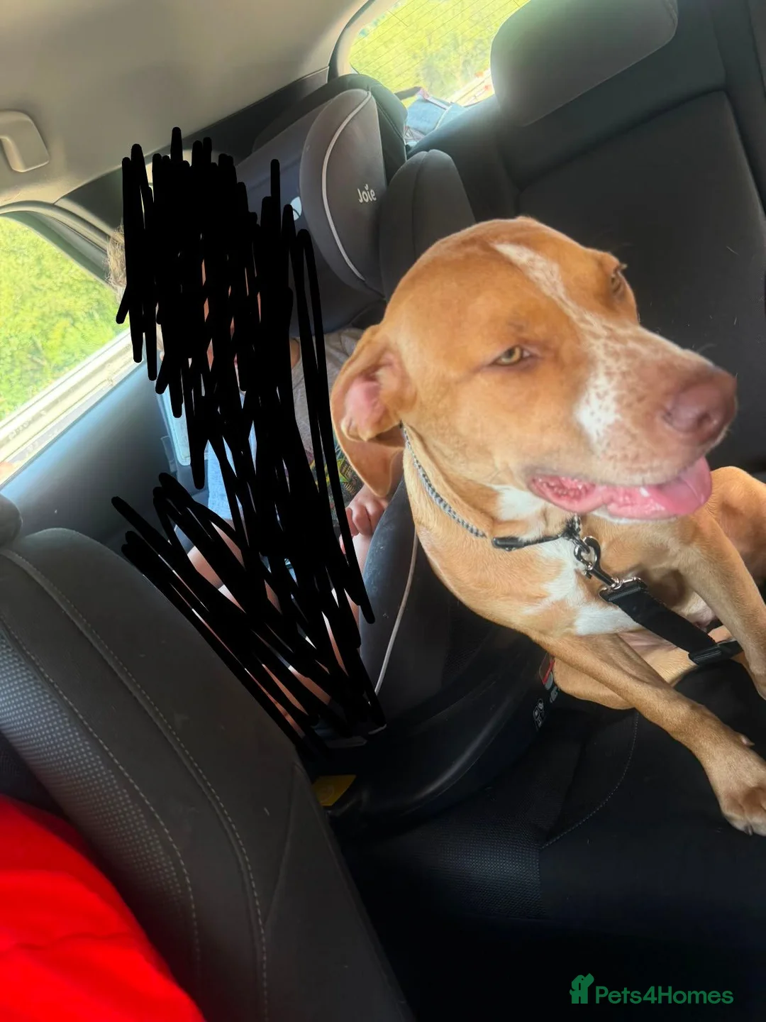Mixed Breed dogs for sale: Staffy cross in Port Talbot - Advert 2