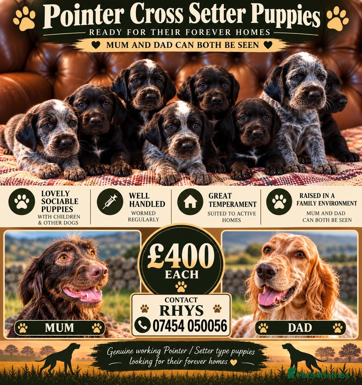 Mixed Breed dogs Gorgeous Pointer x setter puppies - Advert 1