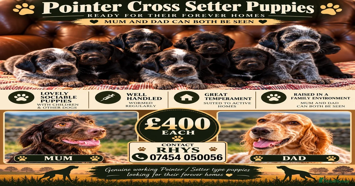 Pointers Puppies for sale | Pets4Homes