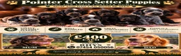 Mixed Breed dogs for sale: Gorgeous Pointer x setter puppies in Tenby - Advert 1