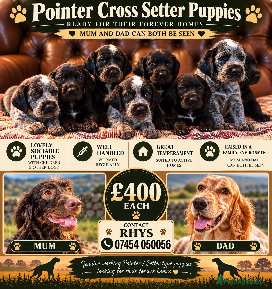 Mixed Breed dogs for sale: Gorgeous Pointer x setter puppies in Tenby - Advert 1