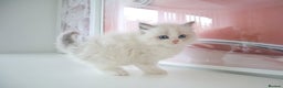 Ragdoll cats for sale: INDOOR FULL PEDIGREE RAGDOLL KITTENS - Advert 20