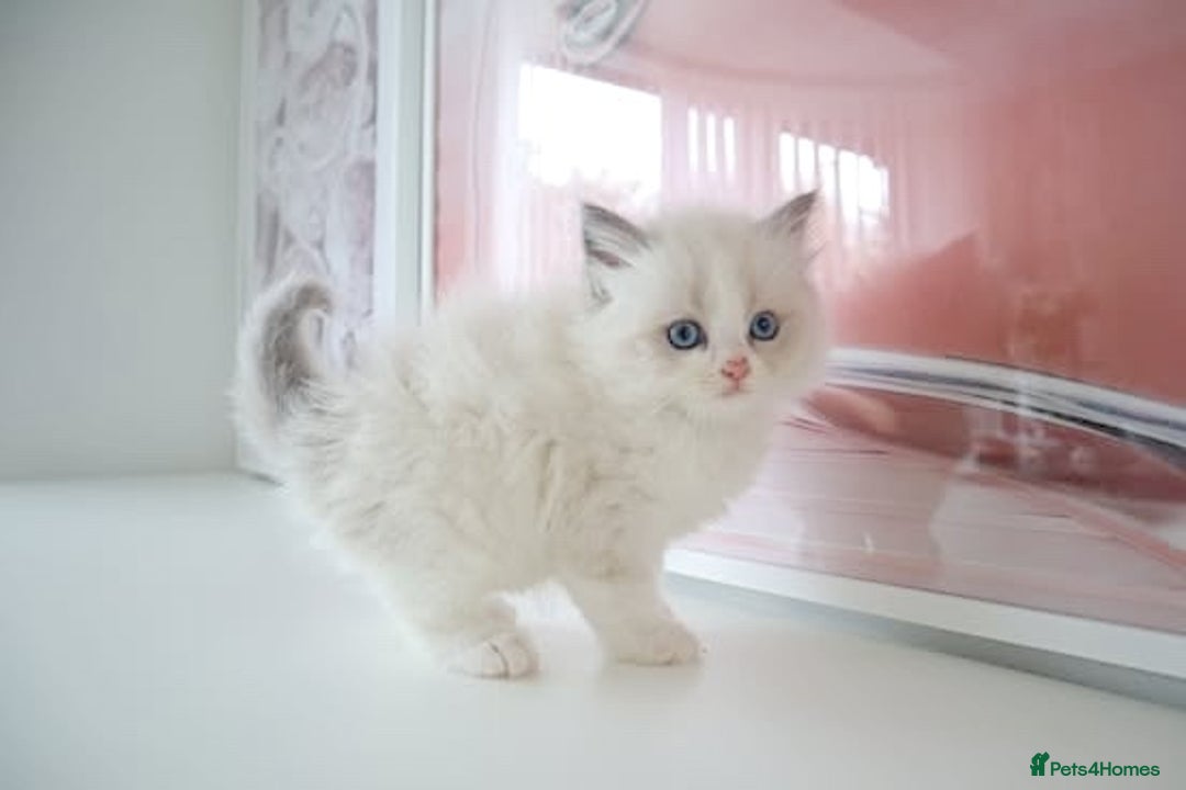 Ragdoll cats for sale: INDOOR FULL PEDIGREE RAGDOLL KITTENS - Advert 20