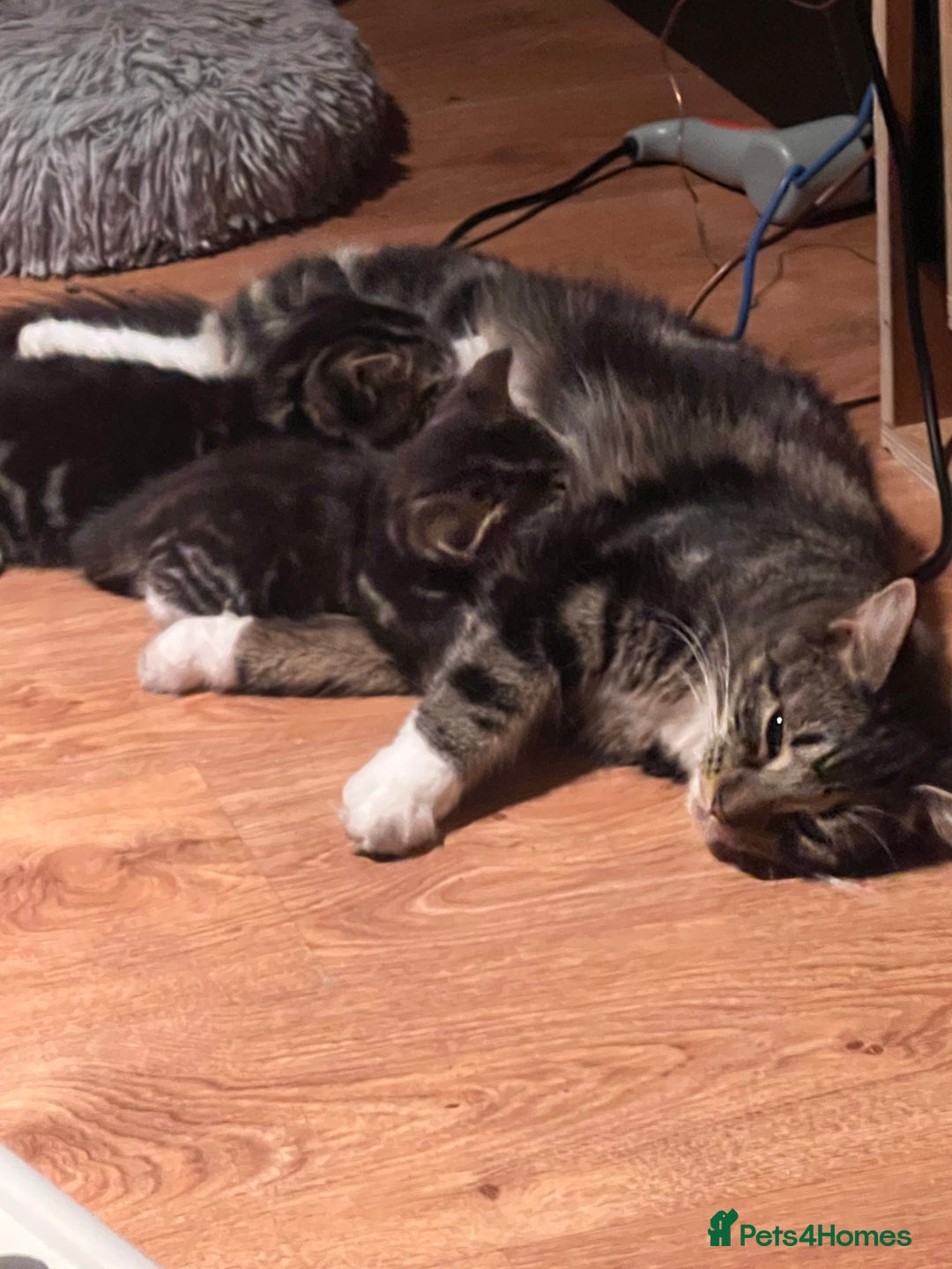 Mixed Breed cats for sale: Friendly and playful kitties  - Image 12