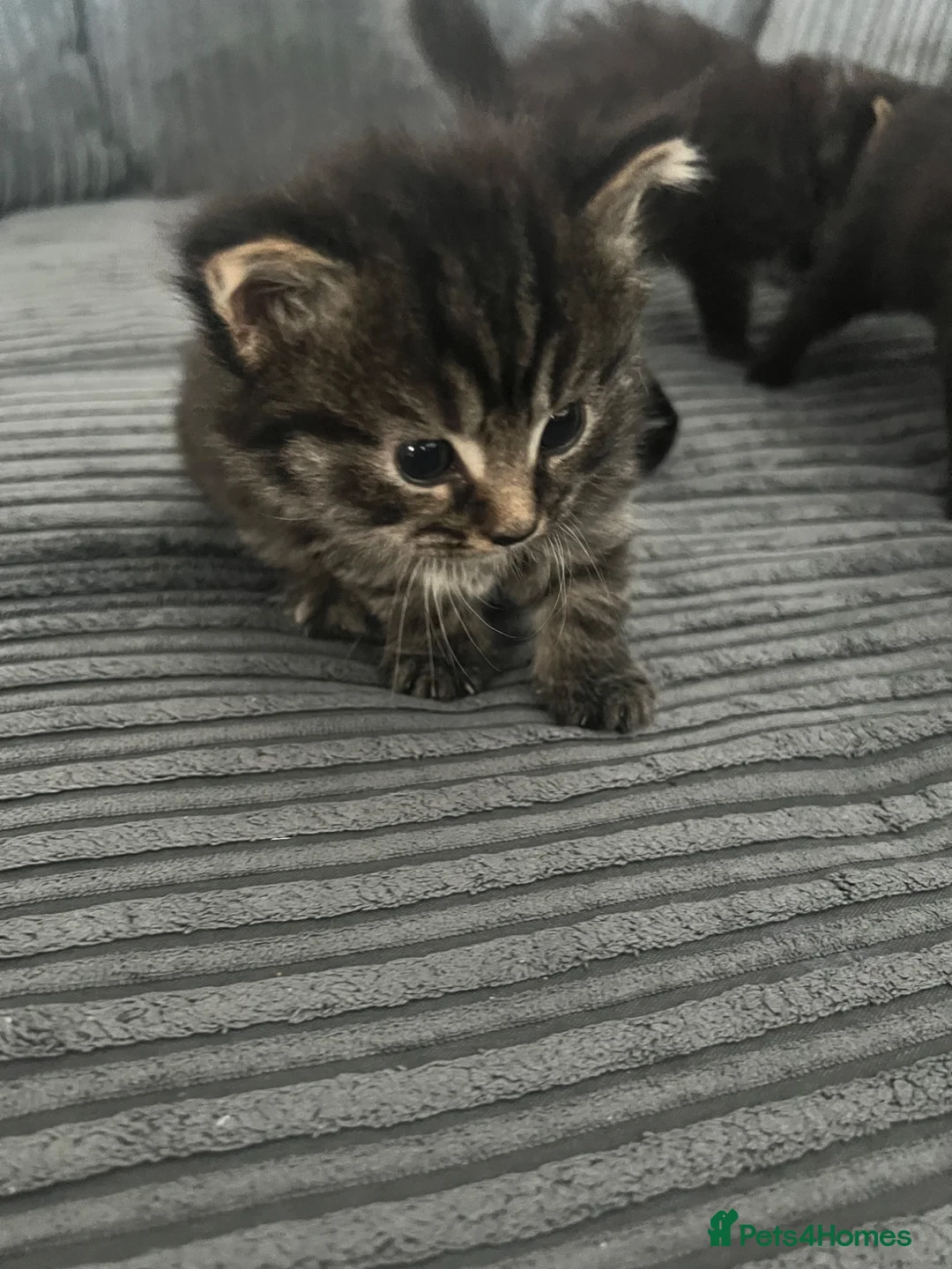 Ragdoll cats for sale: 3 beautiful mixed breed kittens  in Thornton Heath - Advert 2