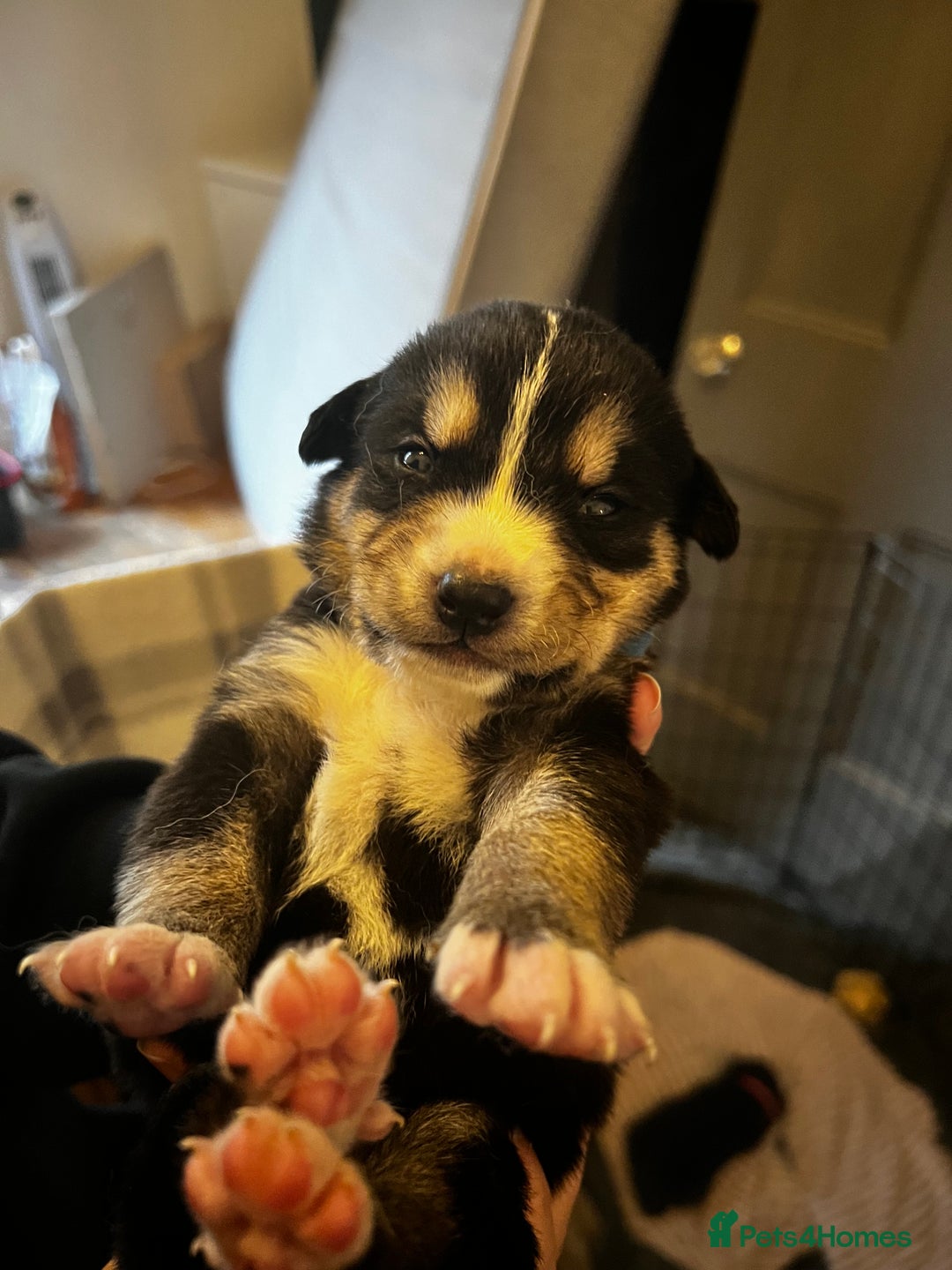 Mixed Breed dogs for sale: Bernese X Huskydor Pups - Advert 6