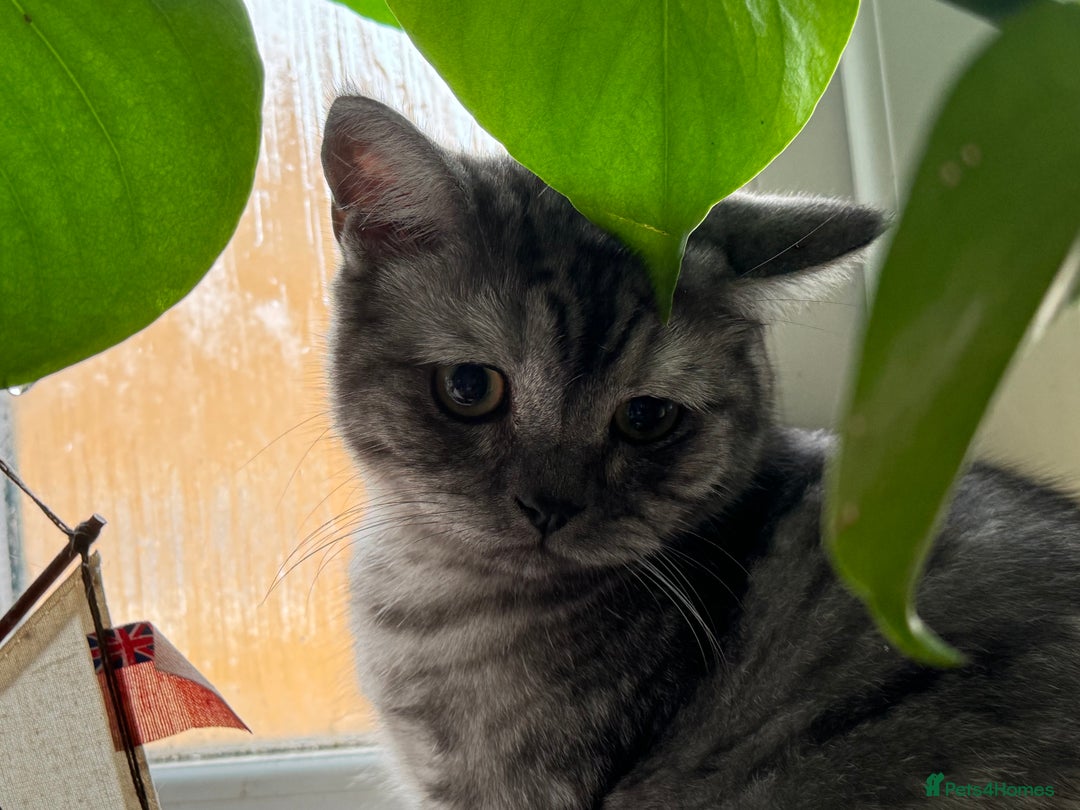 Maine Coon cats for sale: Beautiful cats looking for forever homes - Image 16