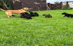 Labrador Retriever dogs for sale: Last girl remaining  - Image 3