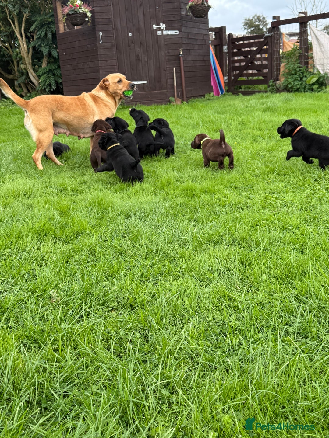 Labrador Retriever dogs for sale: Last girl remaining  - Image 3