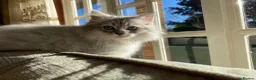Scottish Fold cats for sale: Pure Scottish Fold  - Advert 1