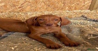 Hungarian Vizsla dogs - Advert 3