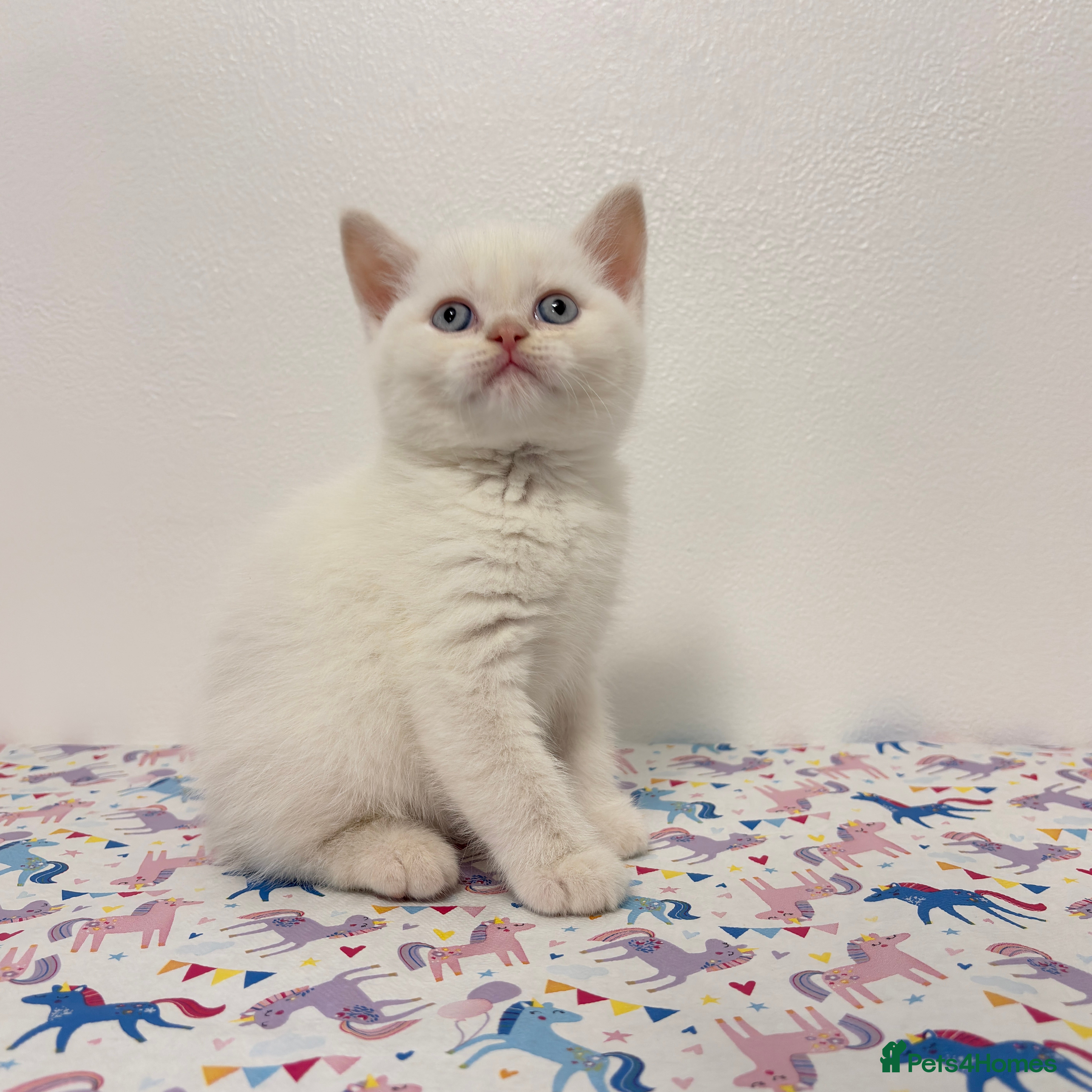 British Shorthair cats Beautiful GCCF Registered MultiColoured BSH kitte  - Advert 1