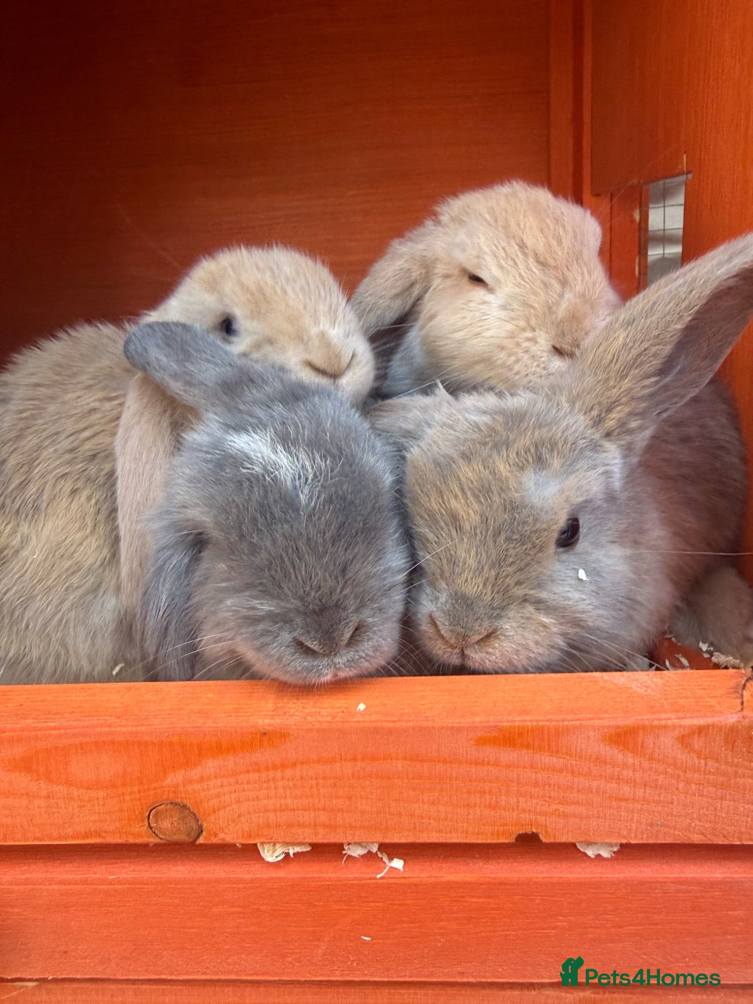 Mixed Breed rabbits Mini lop rabbits - 4 weeks  - Advert 4