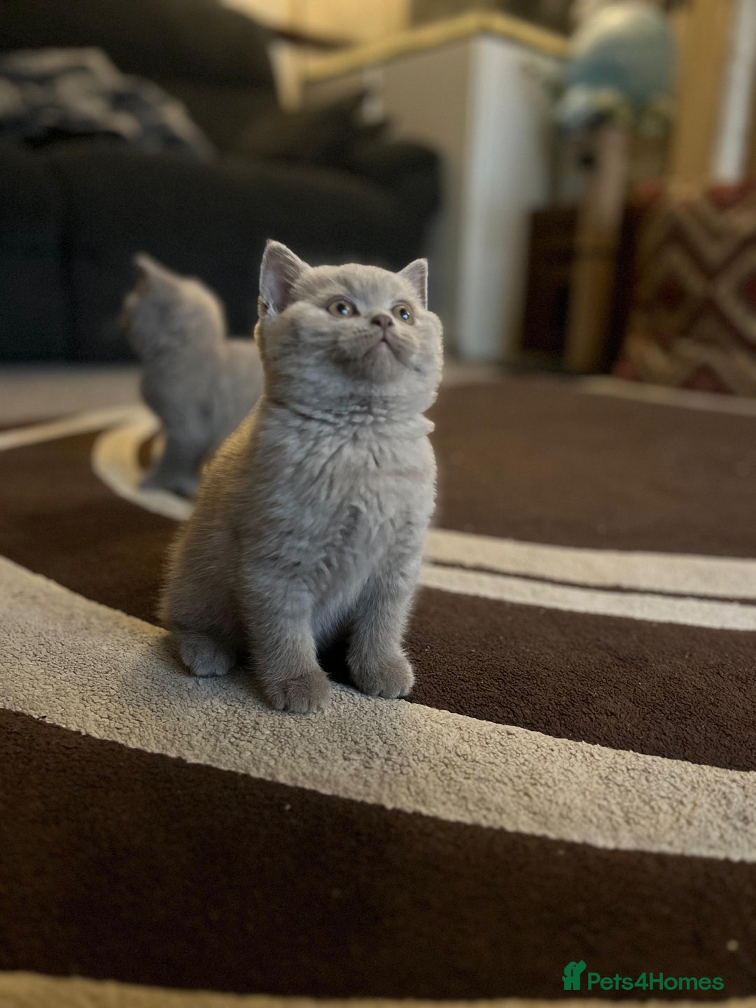 British Shorthair cats for sale: 1 beautiful BSH pedigree girl remaining🐾  - Advert 6