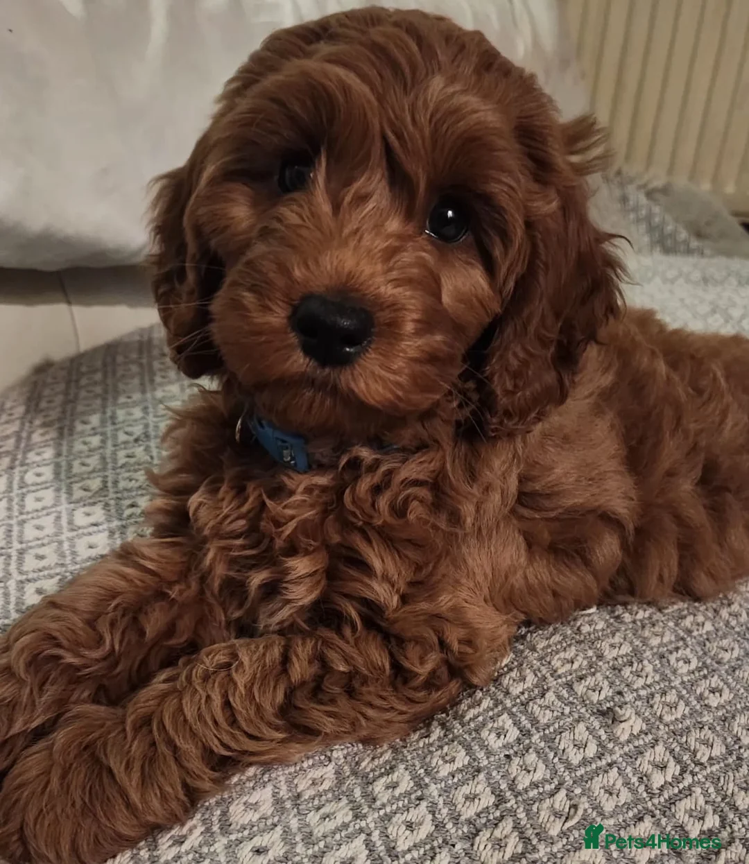 Cavapoo dogs for sale: Stunning Fox Red Cavapoo Puppies Available Now - Advert 15