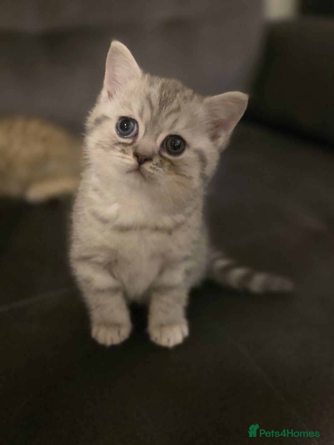 British Shorthair cats for sale: Adorable BSH/BLH kittens  - Advert 6
