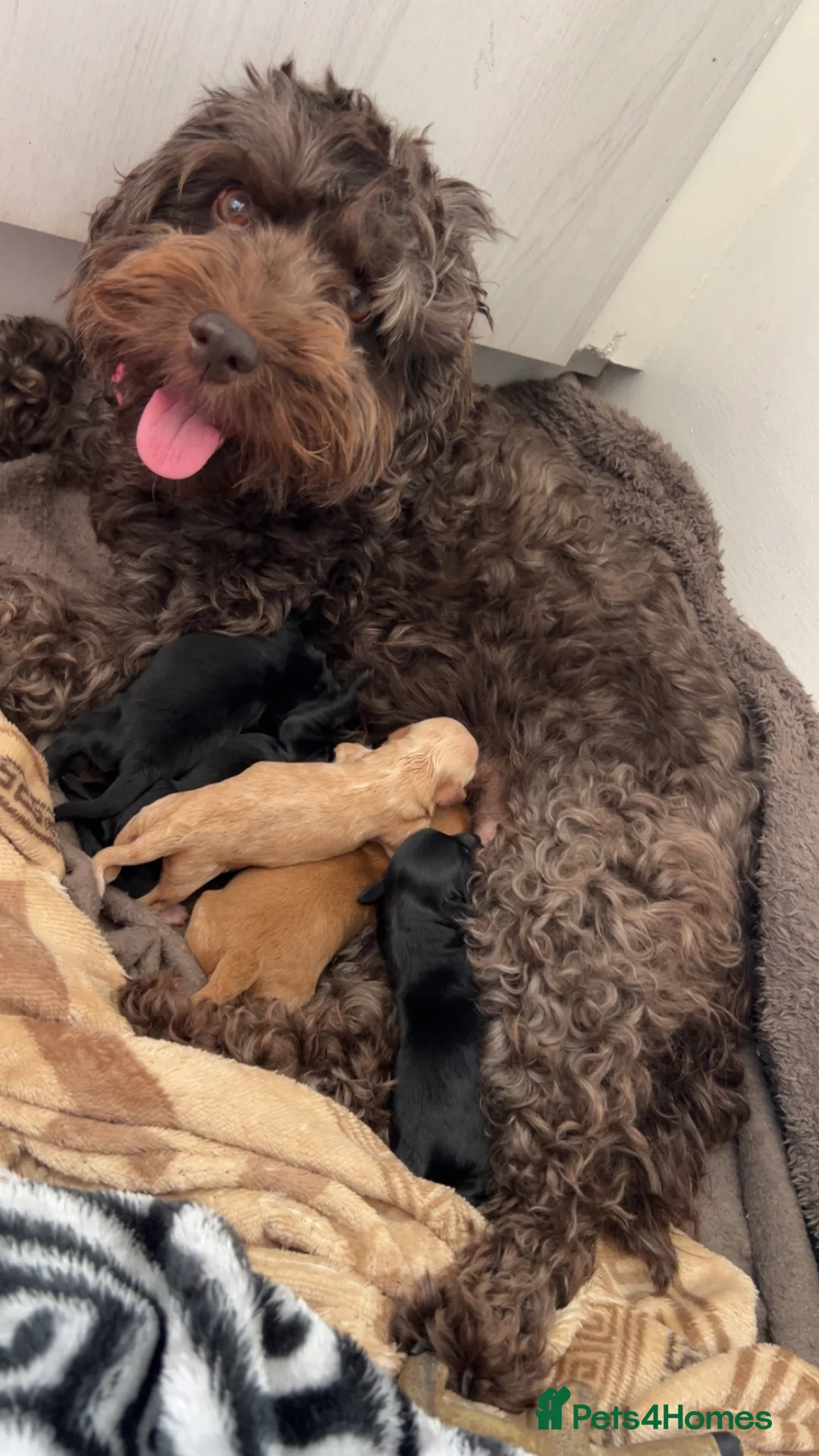 Cockapoo dogs for sale: Cockapoos  - Advert 1