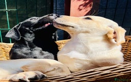 Labrador Retriever dogs for sale: Labrador Pups Chunky traditional type 1 girl left in Barrow-upon-Humber - Image 30