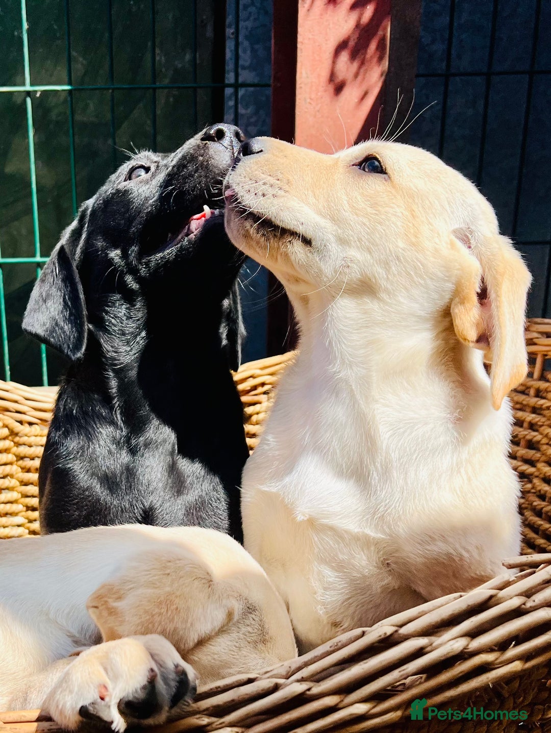 Labrador Retriever dogs for sale: Labrador Pups Chunky traditional type 1 girl left in Barrow-upon-Humber - Image 30