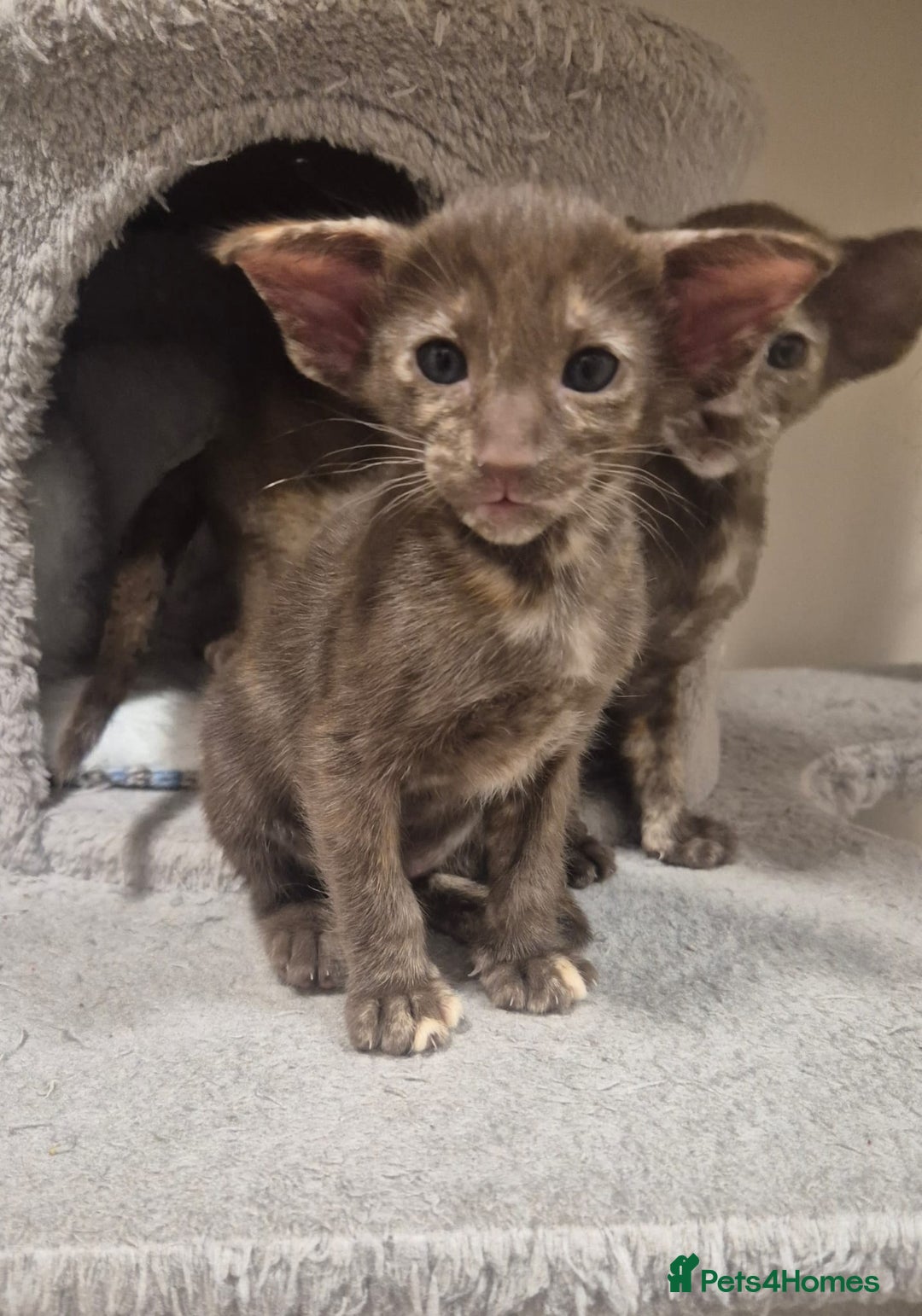 Oriental cats for sale: Oriental and Siamese kittens. - Advert 8