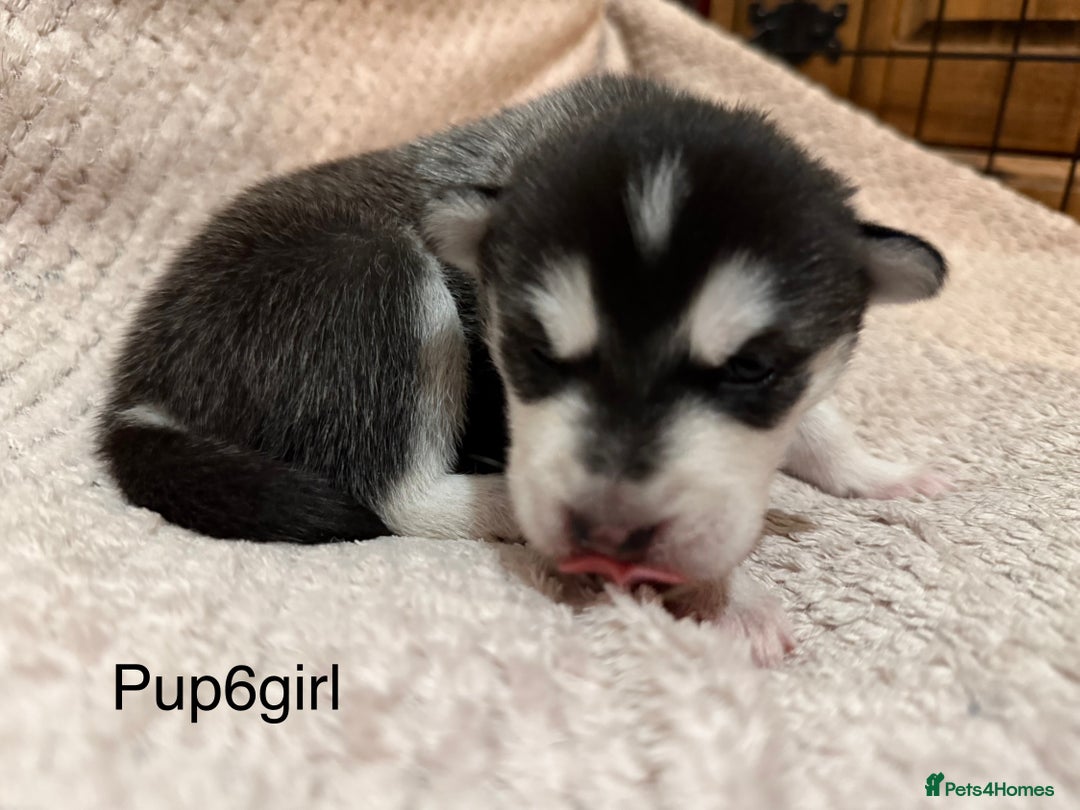 Utonagan dogs for sale: Siberian husky x malamute puppies - Image 21