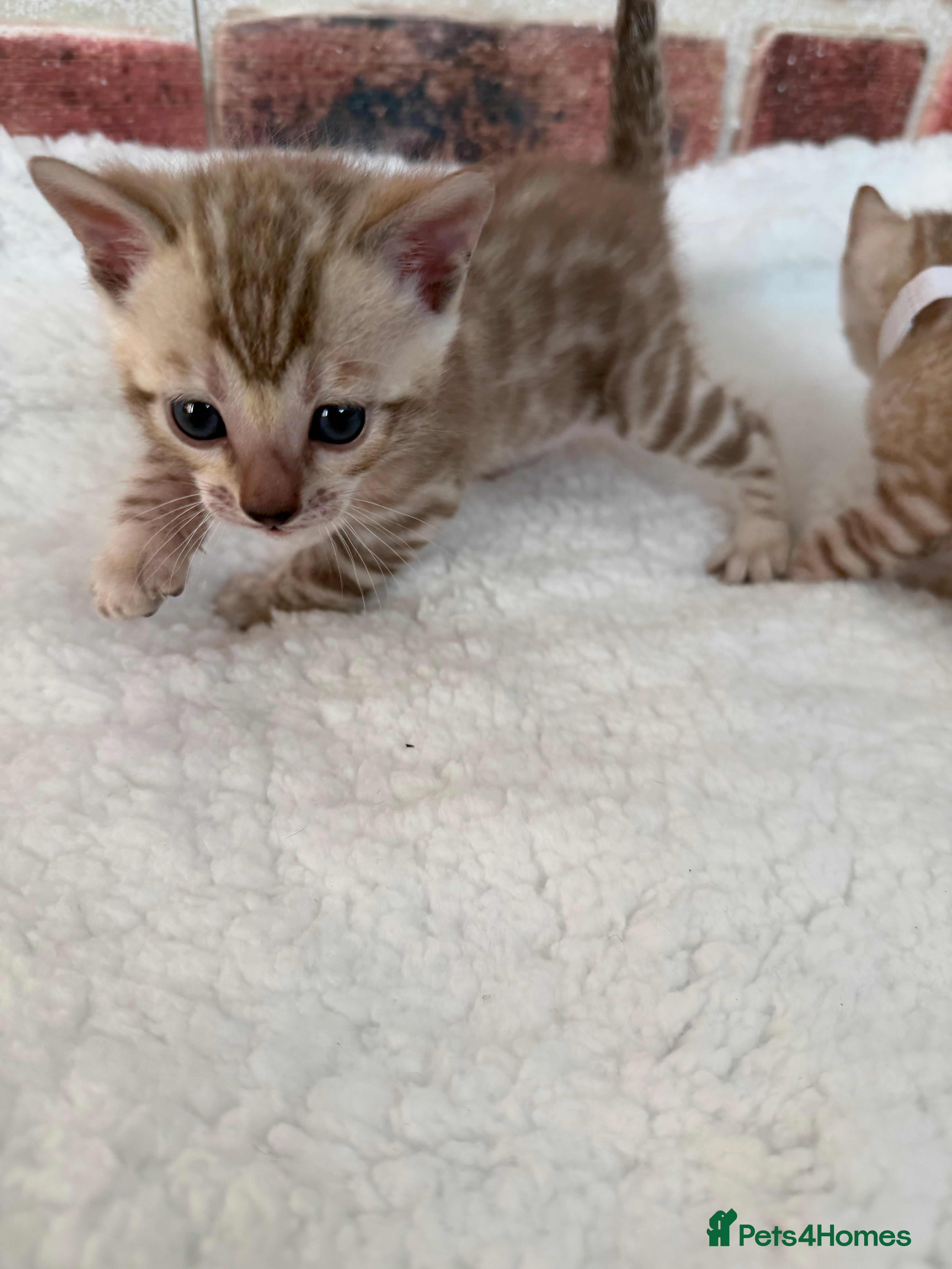 Bengal cats 🏆 Snow Bengal Kittens- a loyal friend for life!😻 - Advert 5