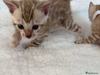 Bengal cats 🏆 Snow Bengal Kittens- a loyal friend for life!😻 - Advert 5