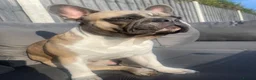 French Bulldog dogs for stud: FRENCH BULLDOG STUD in Stoke-on-Trent - Advert 7
