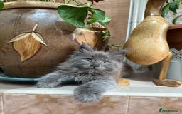 Maine Coon cats for sale: Last 2 Maine coon kittens  - Image 14