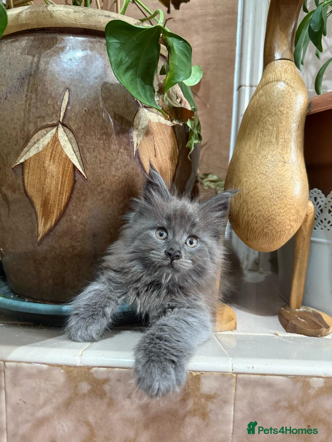 Maine Coon cats for sale: Last 2 Maine coon kittens  - Image 14