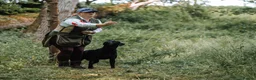 Labrador Retriever dogs for stud: FTCH sired superb lines absolute gent  in Droitwich - Advert 22