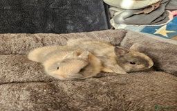 Netherland Dwarf rabbits for sale: Harlequin Netherland Dwarf boys - Advert 3
